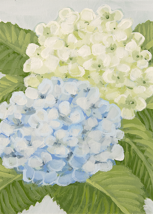 Hydrangea No. 3 — Blue & White Hydrangea Fine Art Print