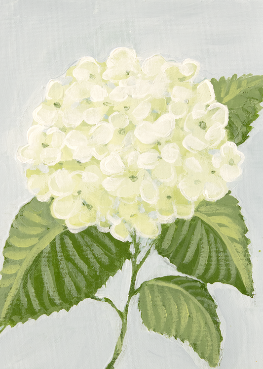 Hydrangea No. 2 — White Hydrangea Fine Art Print