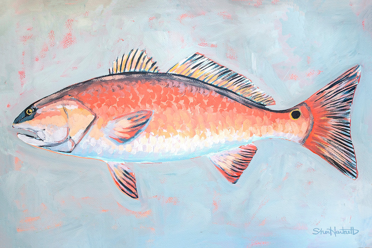 Redfish Fine Art Print